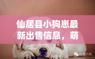 仙居县小狗崽最新出售信息,萌宠等你来领!