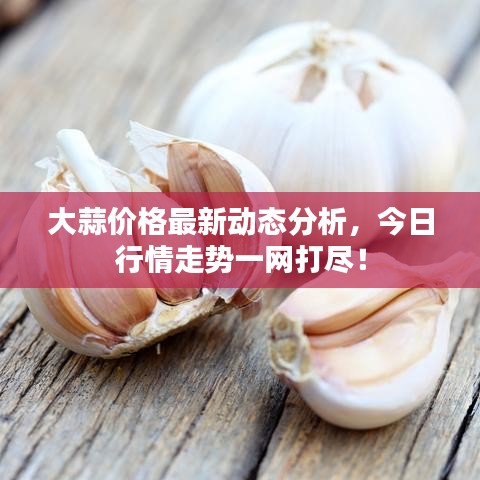 大蒜价格最新动态分析,今日行情走势一网打尽!