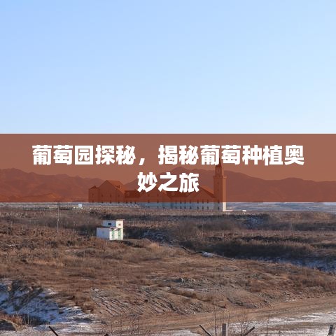 葡萄园探秘,揭秘葡萄种植奥妙之旅