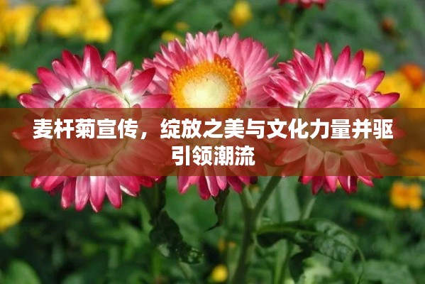 麦杆菊宣传,绽放之美与文化力量并驱引领潮流