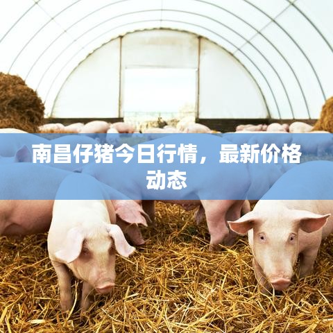 南昌仔猪今日行情,最新价格动态