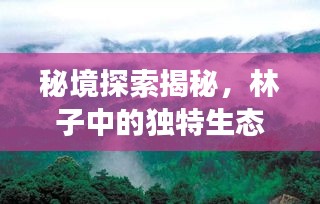 秘境探索揭秘,林子中的独特生态与人文之旅独家报道