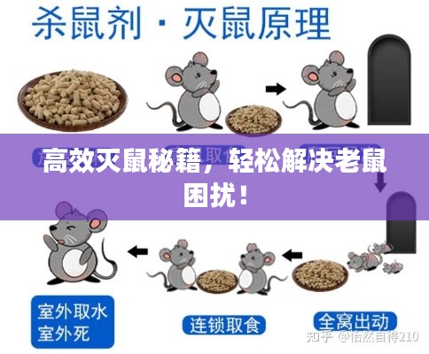 高效灭鼠秘籍,轻松解决老鼠困扰!