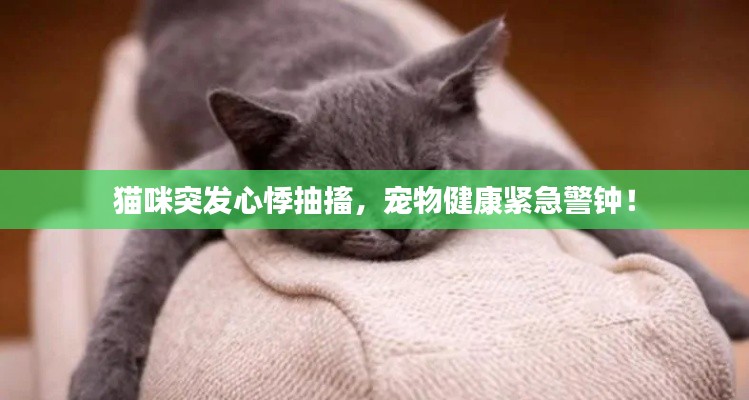 猫咪突发心悸抽搐,宠物健康紧急警钟!
