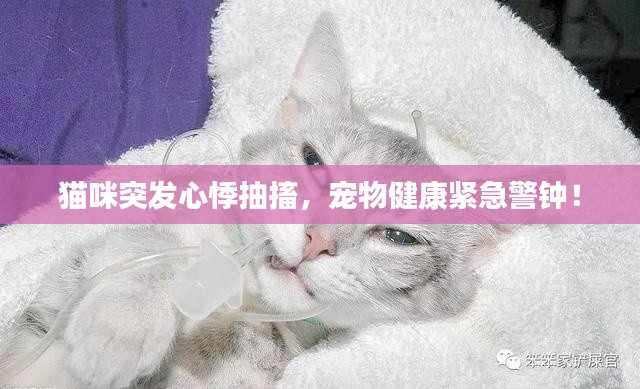 猫咪突发心悸抽搐,宠物健康紧急警钟!