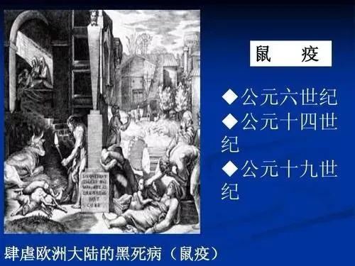 鼠疫 版本,数据解析计划导向&视频版_v4.434