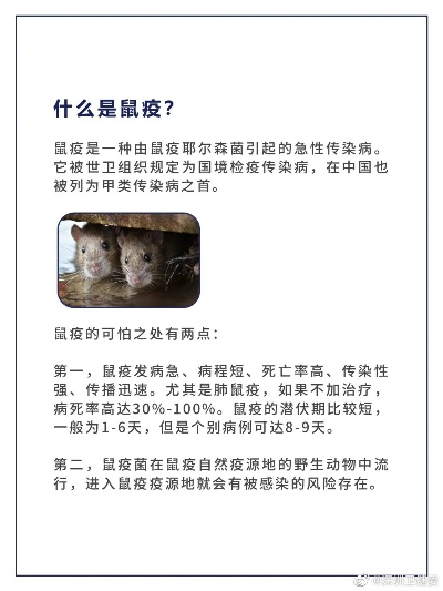 鼠疫 版本,数据解析计划导向&视频版_v4.434