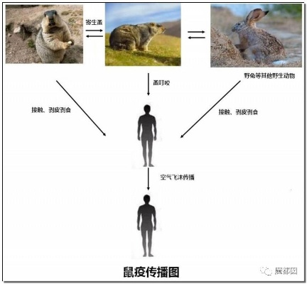 鼠疫 版本,数据解析计划导向&视频版_v4.434